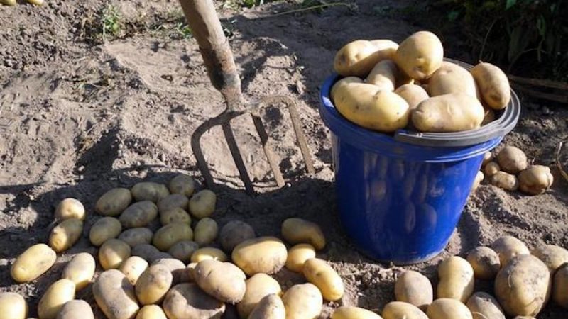 Після розлучення Наталя приїхала в село до дядька – відволіктися. Переночувала, а зранку дядько Микола за сніданком заявив: – Ну якщо ти надовго, значить вже не гостя. Так що Наталю, бери лопату і на город