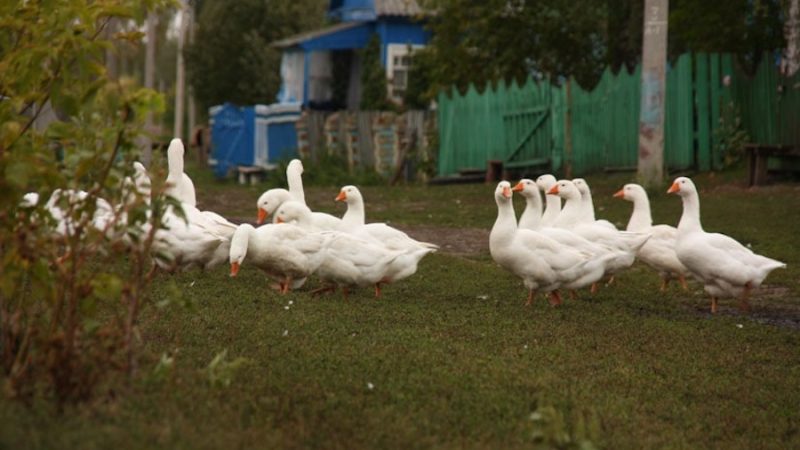 Юлія розігрівала вечерю, чекаючи на чоловіка з роботи, але той замість того, щоб сісти за стіл, почав збирати речі. – Я До Світлани. Вибач. Ну, не можу я без неї! – промовив Олексій і вийшов із дому. Юля опустилася на стілець. Сил боротися не було