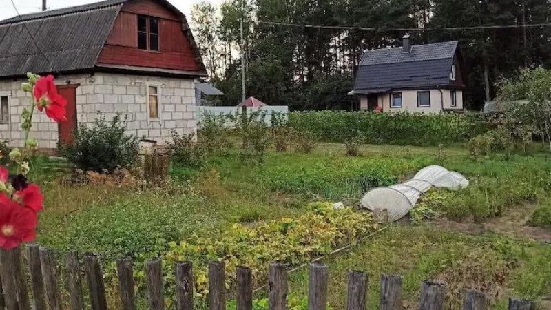 Марія вклала волосся на голові, взяла кошик із яйцями, і пішла до сусіда Петровича. Жінка підійшла до будинку. На ґанку сидів молодий чоловік у картатій сорочці. – Здрастуйте, а тут живе Петрович? – запитала Марія. – Моя бабуся попросила ножі наточити. – Здрастуйте, – сказав чоловік. – Проходьте, все зробимо! – Вибачте, а сам Петрович де? – здивувалась Марія. – Так я і є Петрович! – раптом сказав чоловік. – А бабуся сказала, що він дід… – застигла Марія. Чоловік раптом якось дивно глянув на неї. – Був я дідом, – сказав він. – Але нещодавно я відкрив одну таємницю… Марія застигла від здивування