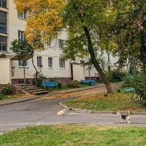 Світлана сиділа біля під’їзду. Її донька Марійка гралася неподалік. – Здрастуйте, – раптом почула вона приємний голос. То був сусід – дивакуватий, скромний чоловік. Світлана кивнула йому. – Гарна погода сьогодні. А донька ваша дуже чемна дівчинка. Ми з нею вже друзі, – сказав він. – Коли ж ви встигли познайомитись? – здивувалася Світлана. – Коли вона виходила ввечері гуляти з нашою Галиною Іванівною, – він усміхнувся. Світлана пішла до Марійки. – А ти про що з ним розмовляла? – запитала Марійка. – З тим дядьком? – перепитала Світлана. – Так! – підтвердила дівчинка. – З власником сірого кота. Світлана застигла. – Що? Як ти сказала?! Повтори, – вона не вірила своїм вухам